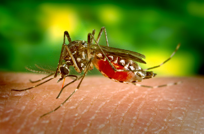 Aedes aegypti ofwel de gelekoortsmug
